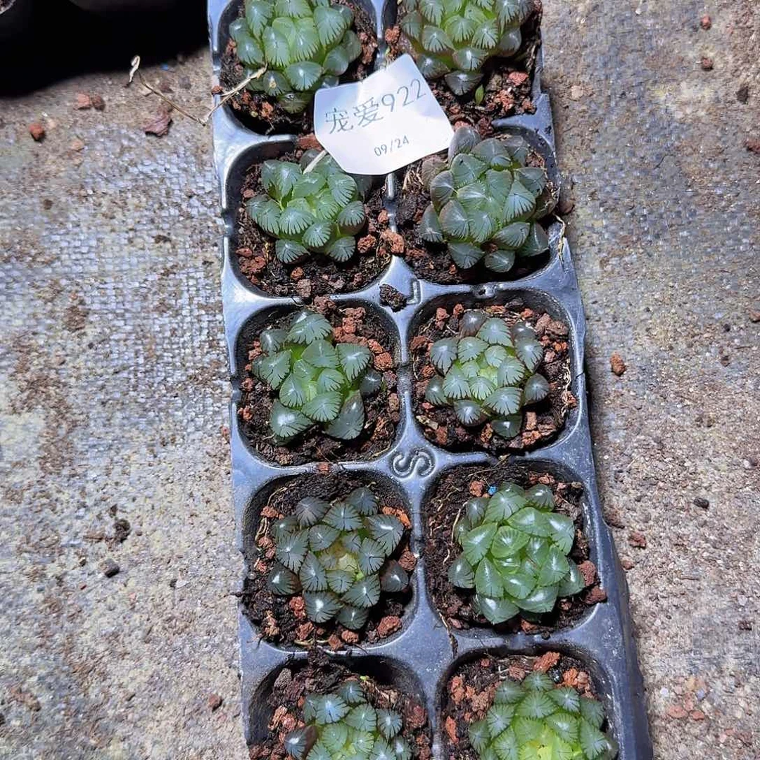 直播福利一物一拍922