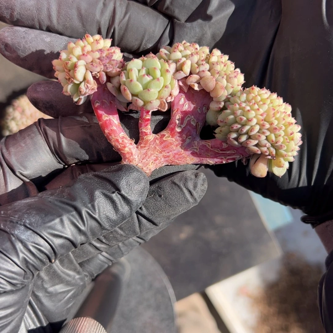 8****娟白胖子缀化9厘米00000000000