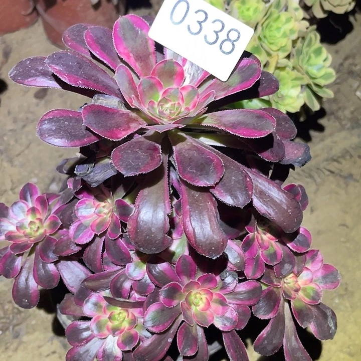 多肉植物法师338灿烂