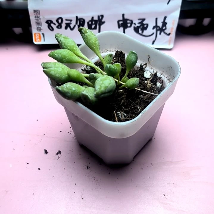 鼓槌水泡，满8.8元包邮，