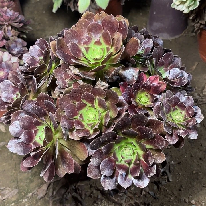 多肉植物赤焰莲24