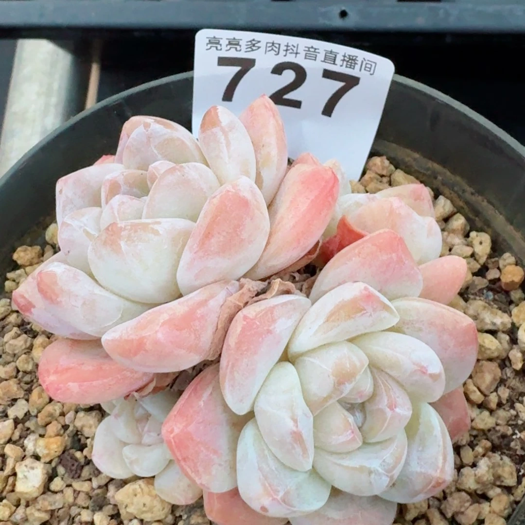 冰玉福利         精品多肉