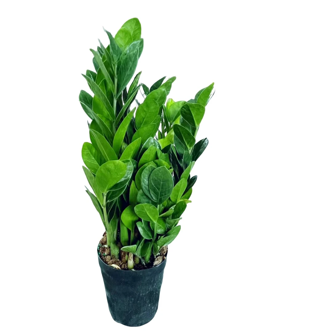 室内盆栽净化空气小圆叶桌面种植款金钱树万年青琴叶榕钱串子绿植