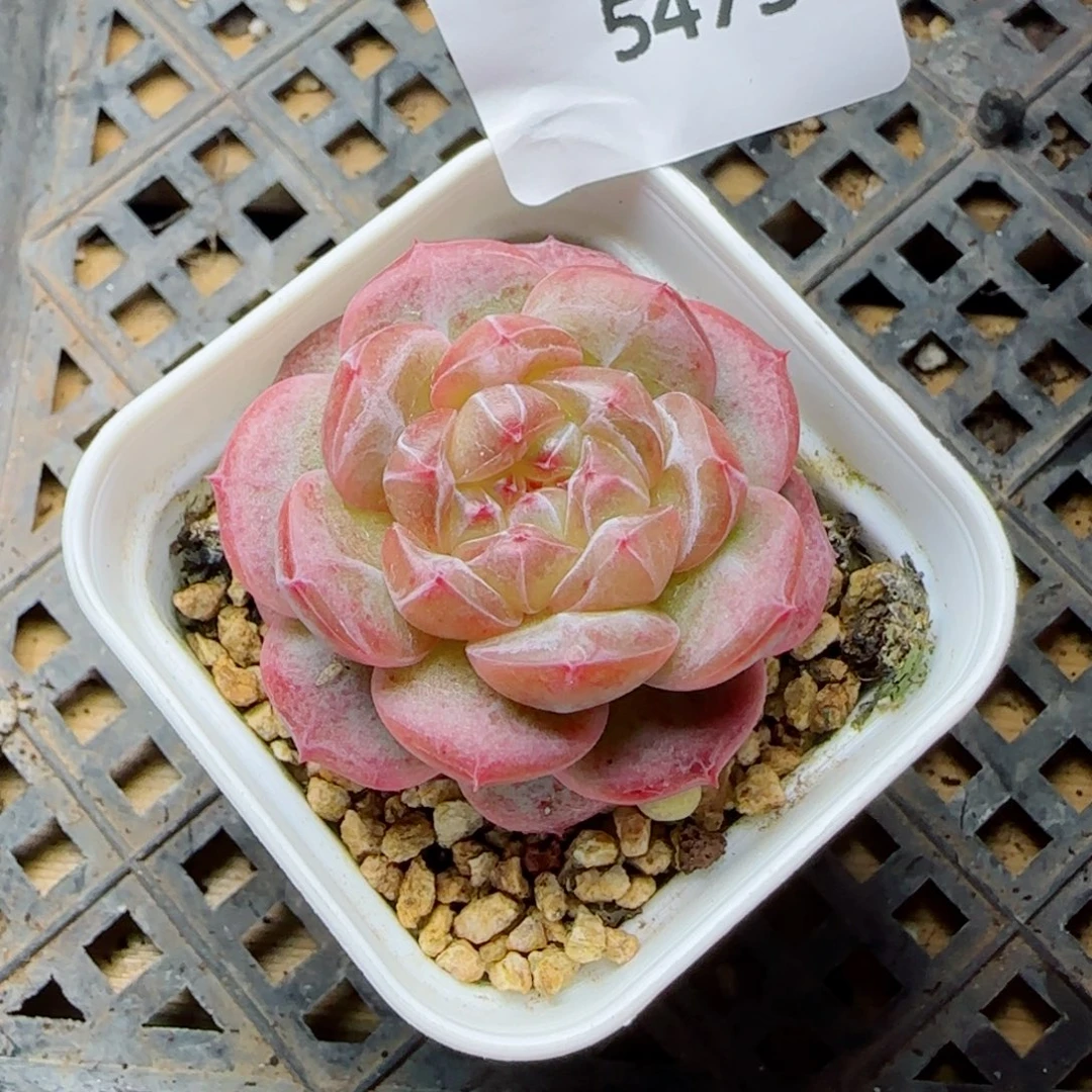 栀子花，5473多肉植物