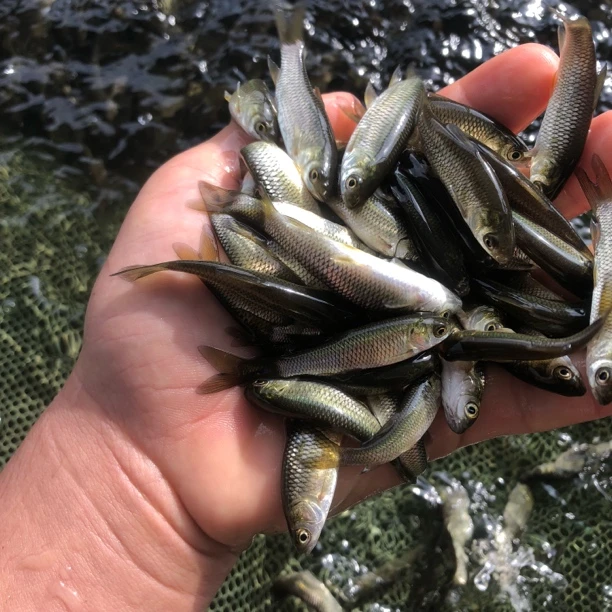 活体鱼广东草鱼鲩鱼8-10厘米饲养观赏淡水包邮包活