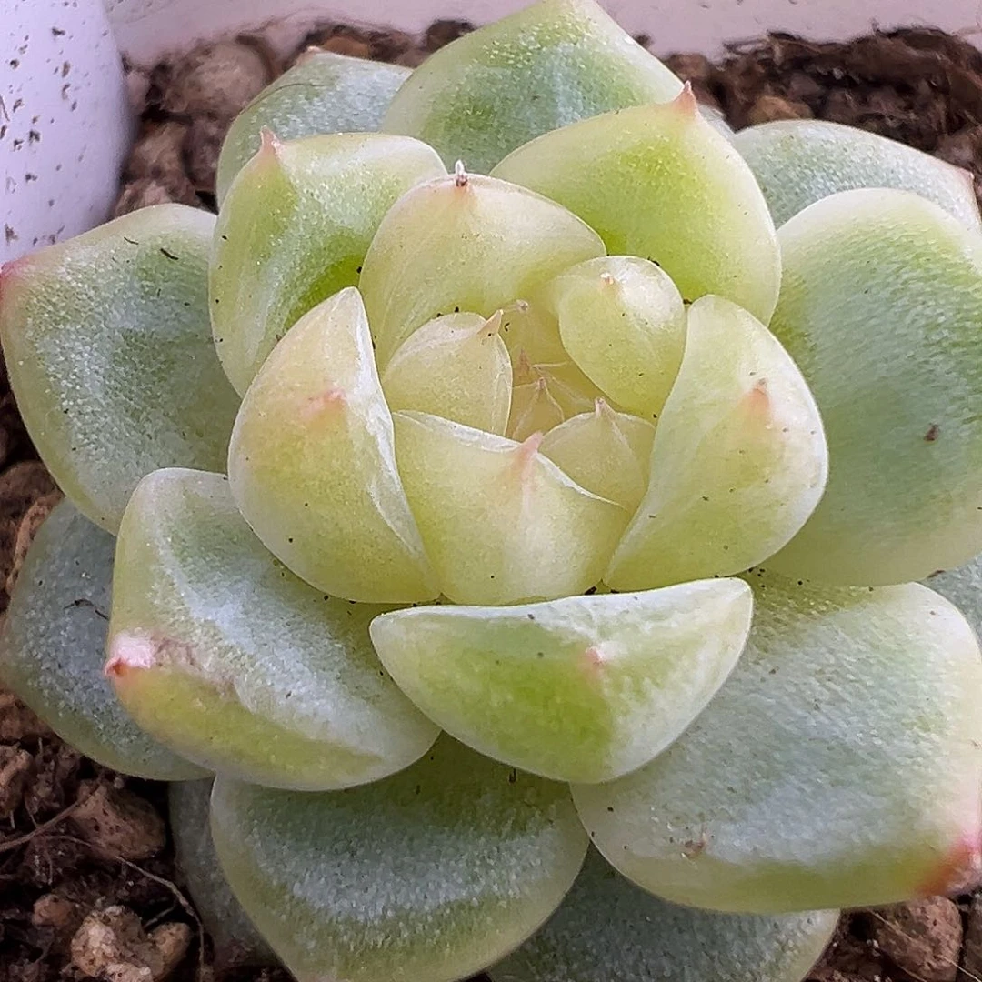 黄甜心一物一拍啊