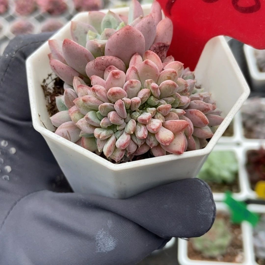 700粉珍妮缀多肉植物