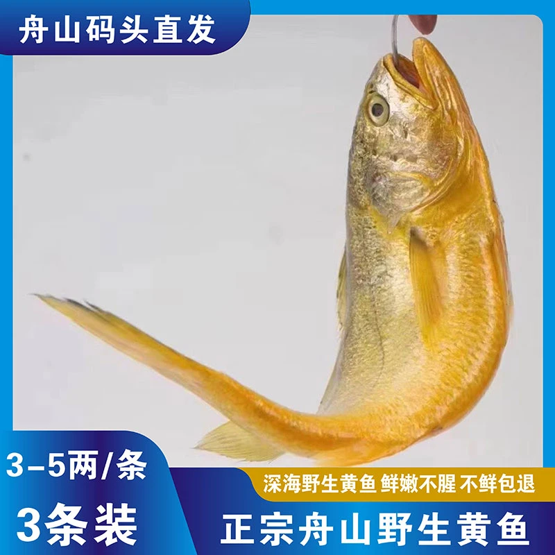 舟山野生黄鱼东海黄花鱼顺丰冰鲜发货5-7两/条5斤