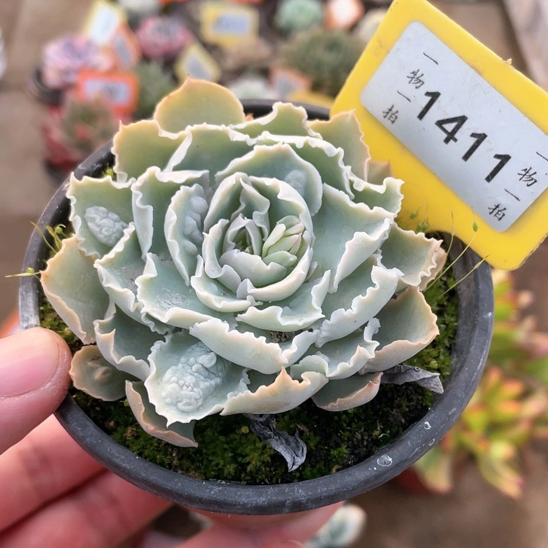 【闪购商品】1411号