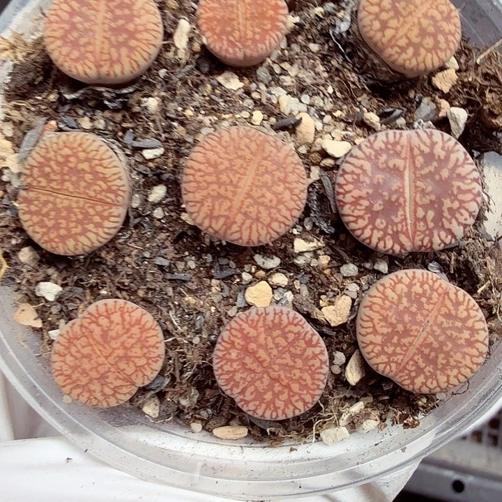 你说是谁在的呀怎么227这个