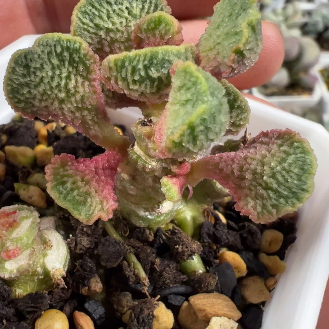 扇形叶新品多肉植物水泡老桩