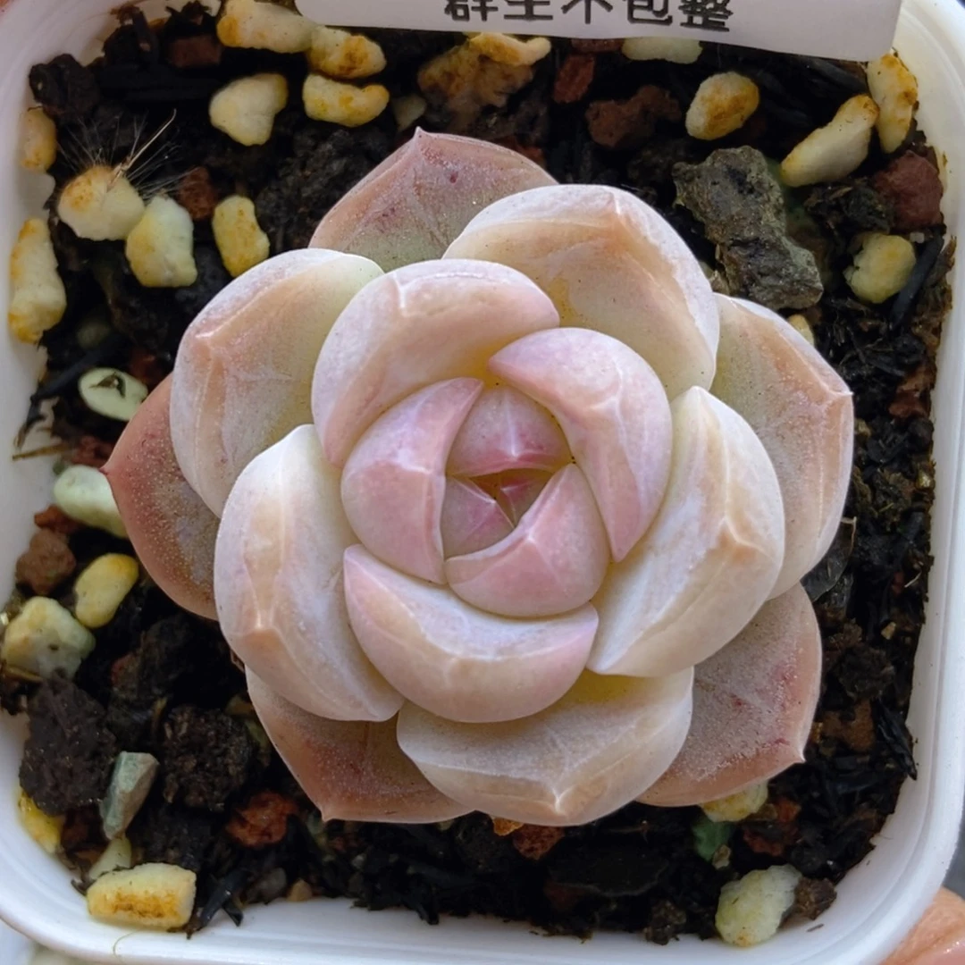 一物一拍9.9包邮037