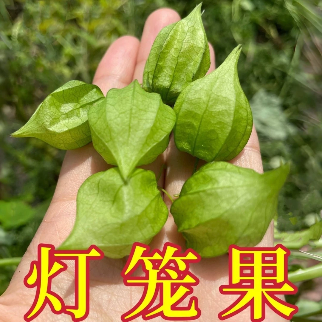 【生鲜冷链】农家妈妈现摘现发20颗新鲜野生灯笼果姑娘果孕妇水果