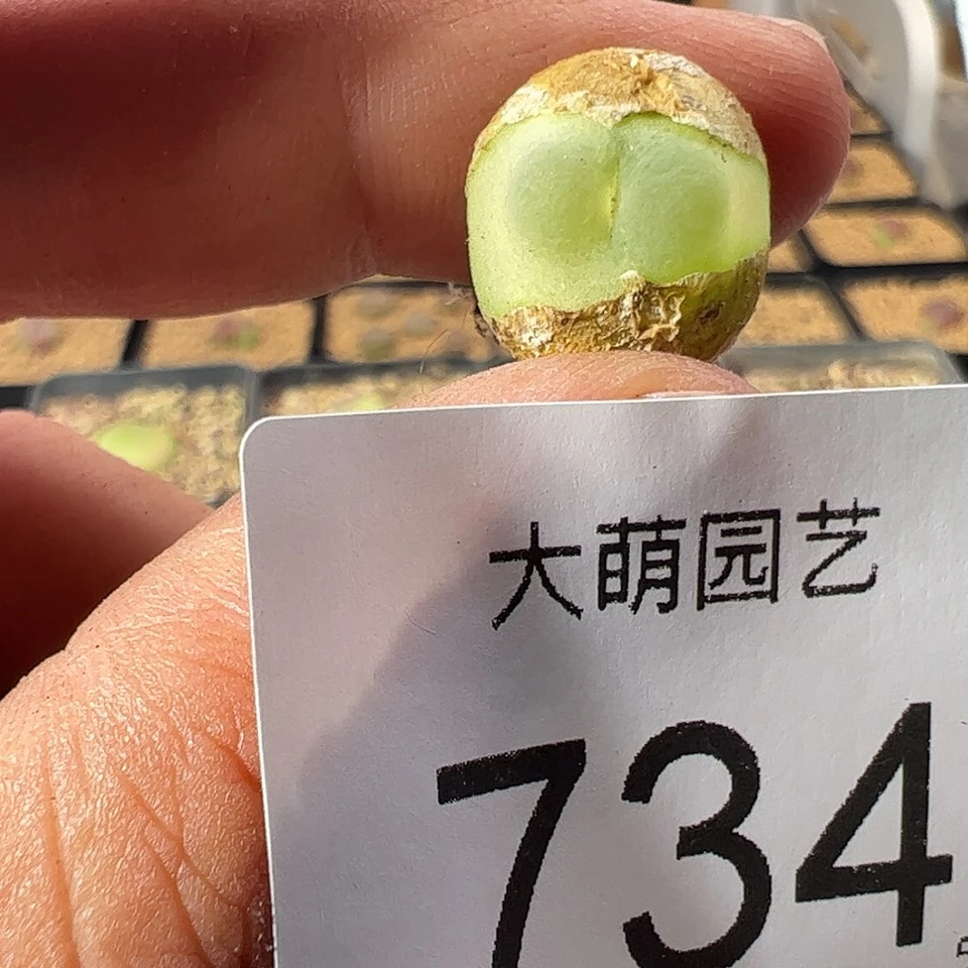 一物一拍。       734