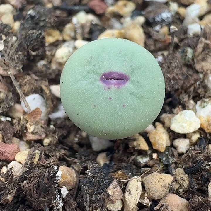 老马生石花小红嘴3004