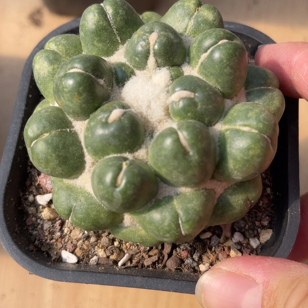实生无刺象牙一物一拍