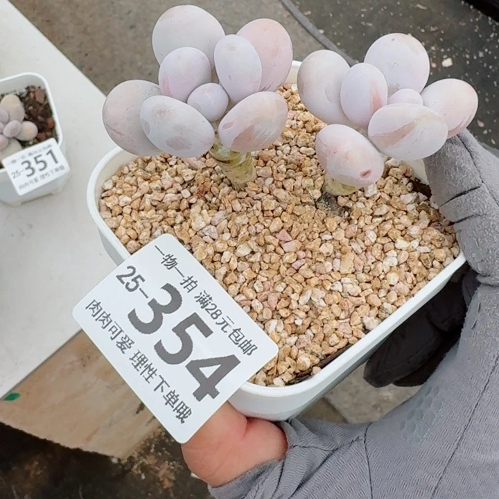 奶酪无盆土发货多