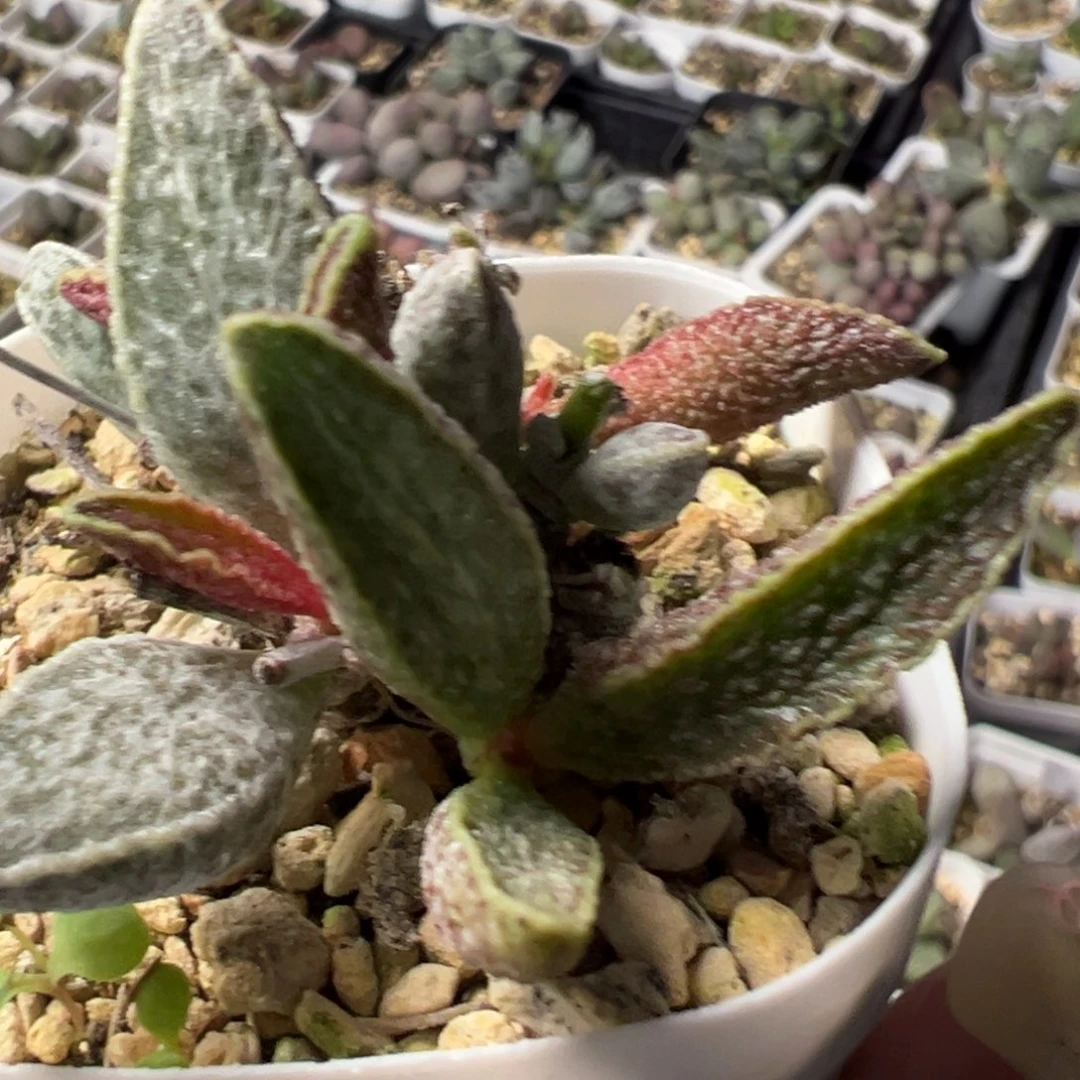 魔兽老桩多肉植物水泡多肉植物
