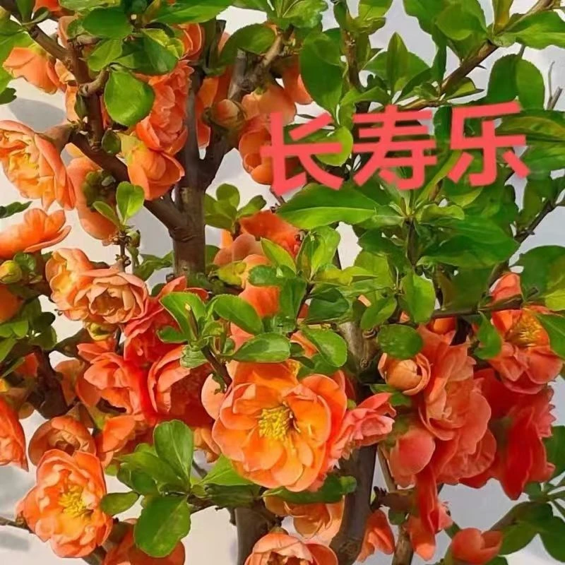 金玉满堂长寿乐海棠花盆景花卉绿植年宵花1