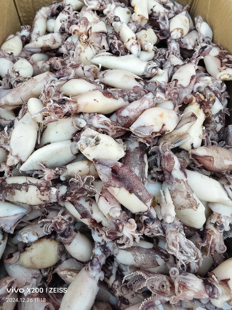 海兔乌子特产风干海味