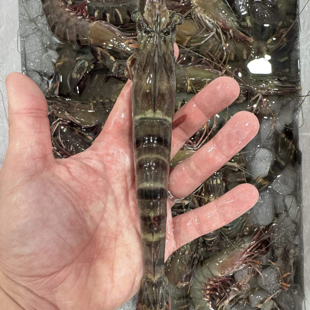 断氧黑虎虾金刚虾草虾，顺丰冷链包邮