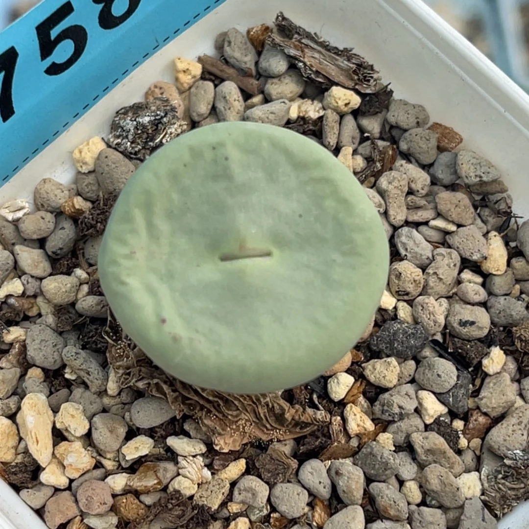 7589小红嘴母本一颗