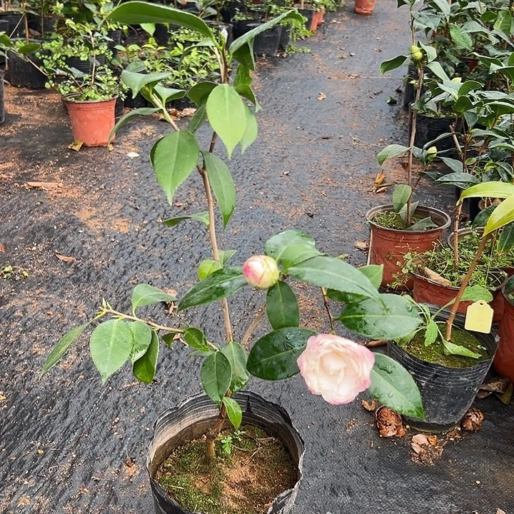 大部分花苞少量开放，不知名