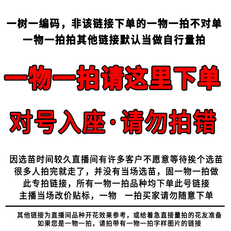 【一物一拍· U 编码专拍】山茶 多年生木本庭院露台阳台盆栽均可