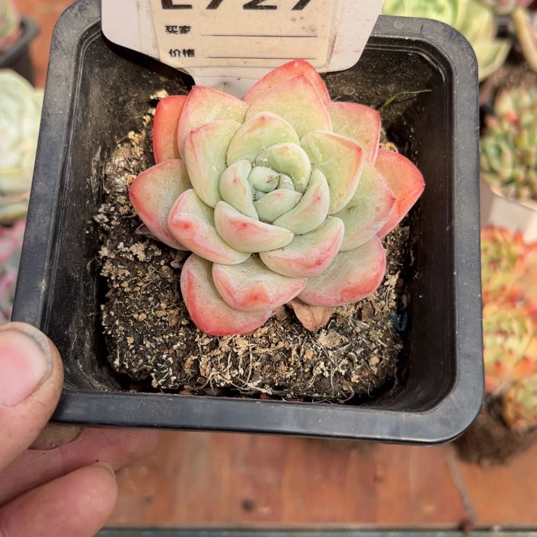 奶油泡芙多肉727