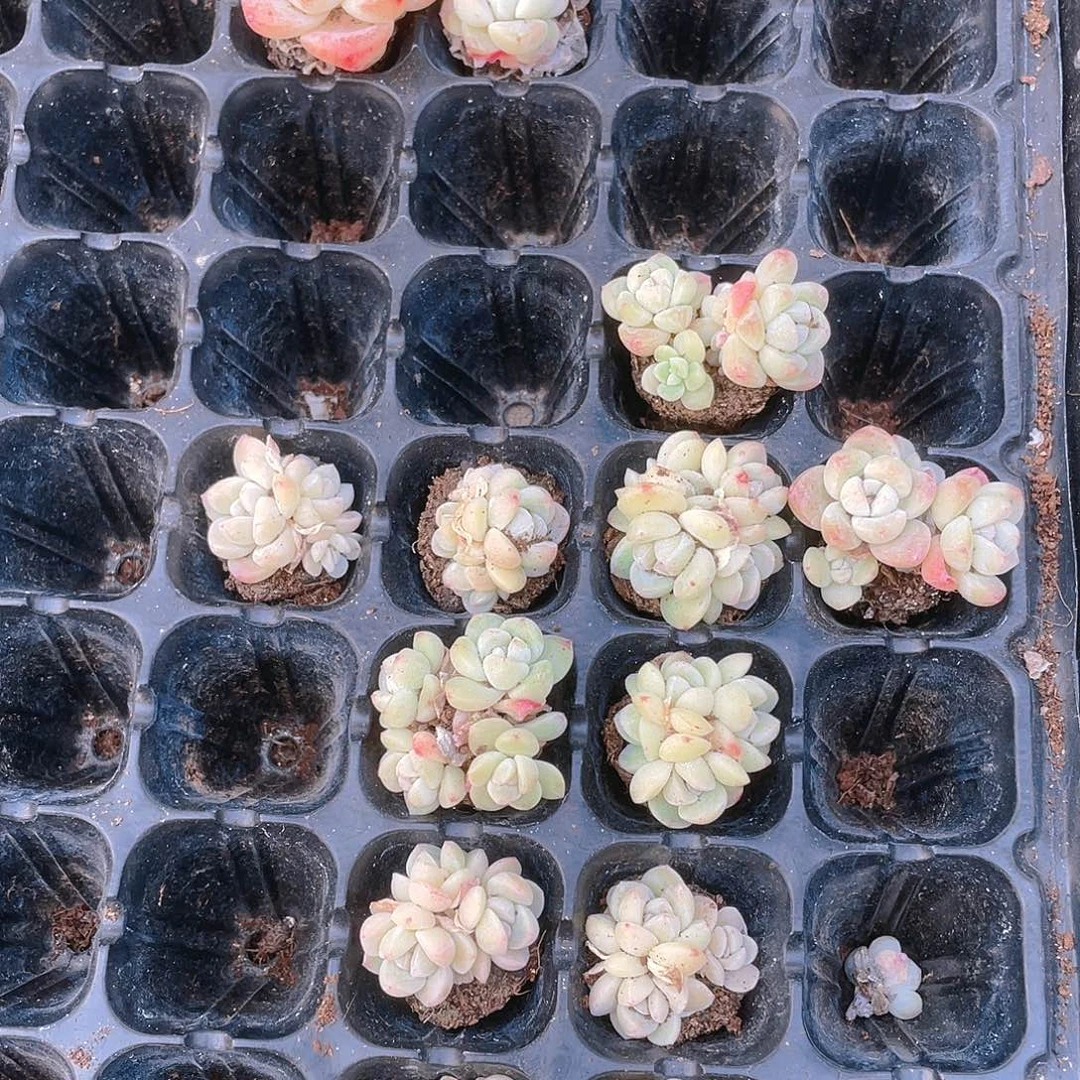 白体冰玉4头穴一个满25包邮