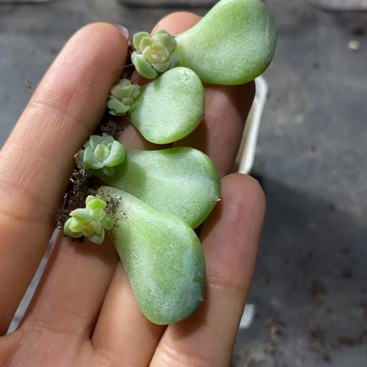 珍妮z718芽苗一个多肉