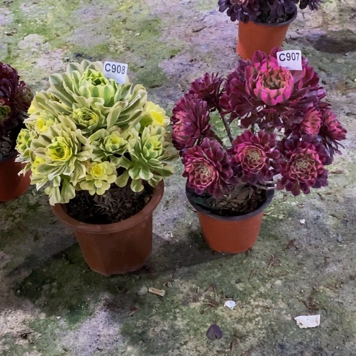 冯****?绿豆沙红铜白多肉907.908