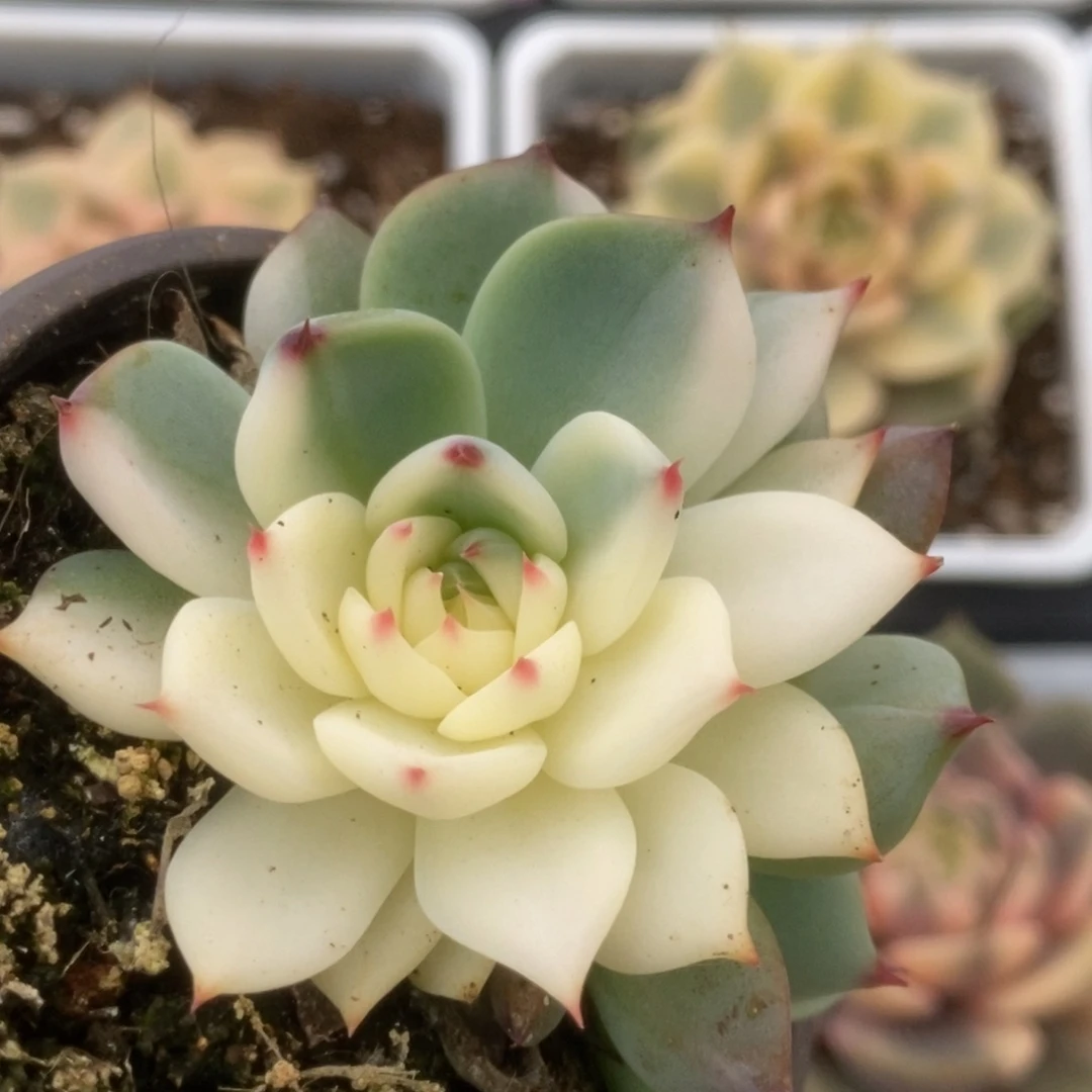736锦锦锦锦锦锦锦锦