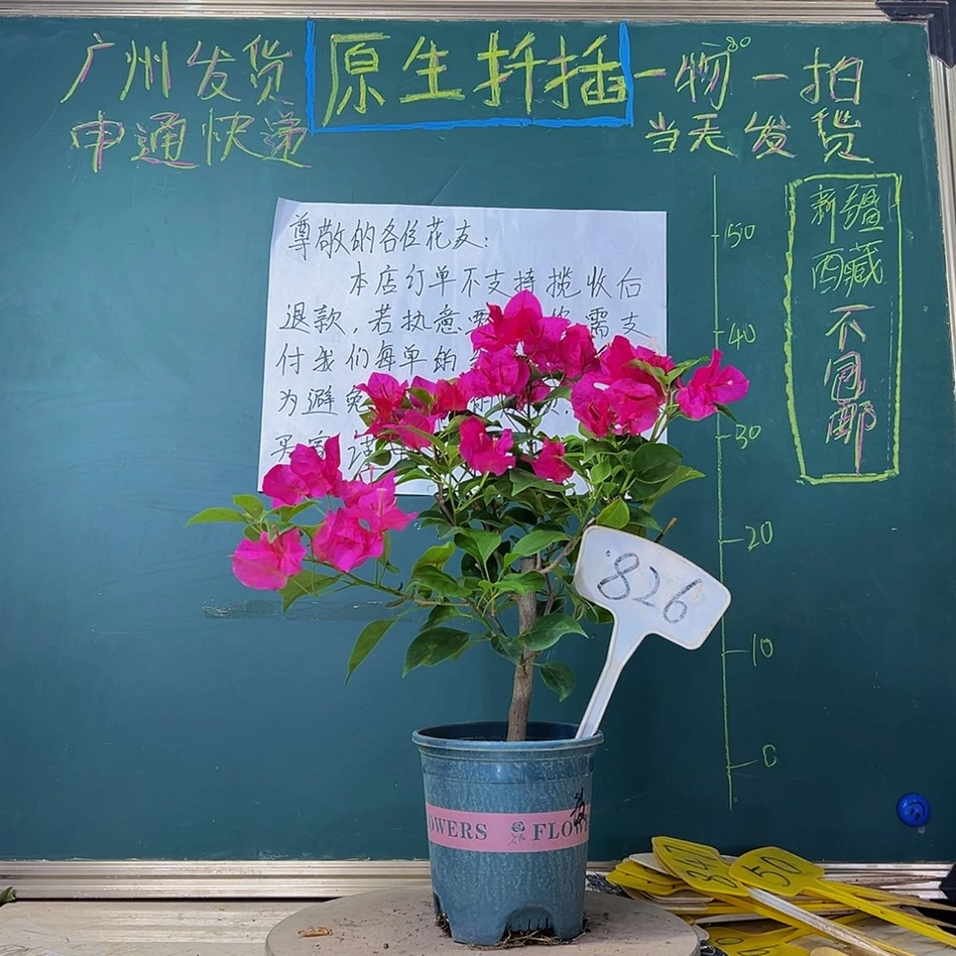 当前无花栽培后可以开花粗杆 玫瑰红826