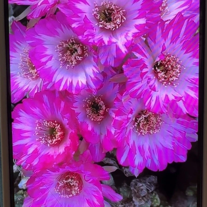 224丽花妖碟歪2到3公分左右无根侧牙，20包邮