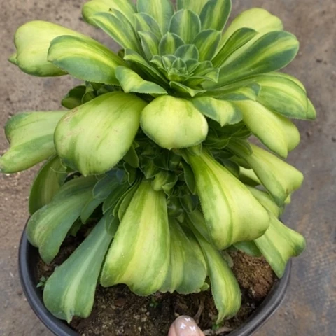 570七彩琉璃砍过满25包邮多肉