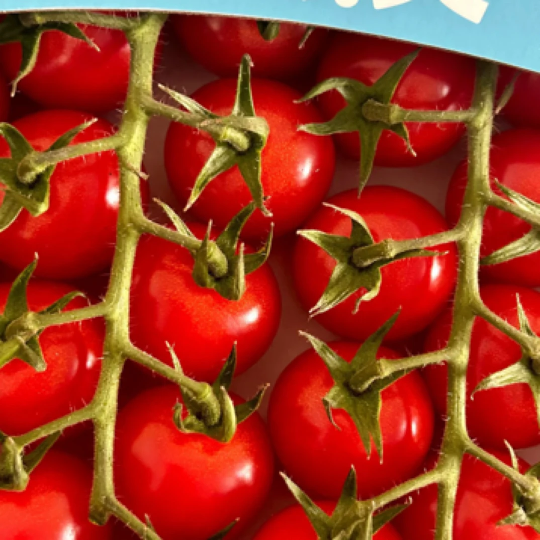 红串番茄樱桃番茄串枝番茄上海市