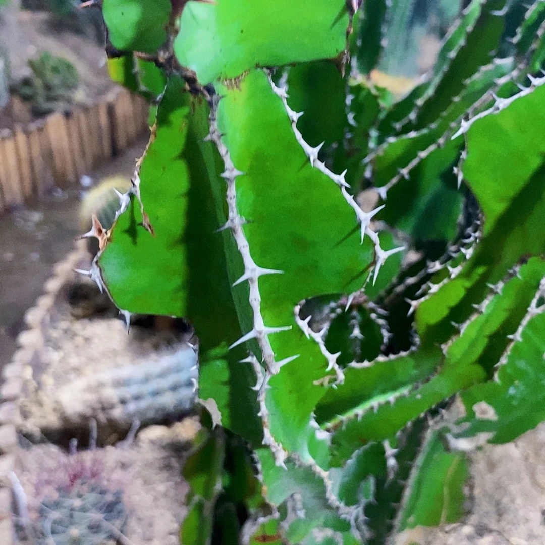 无花朵琉璃塔侧芽高20公分以上