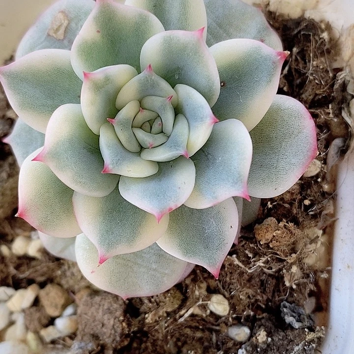 爱丽卡一物一拍，