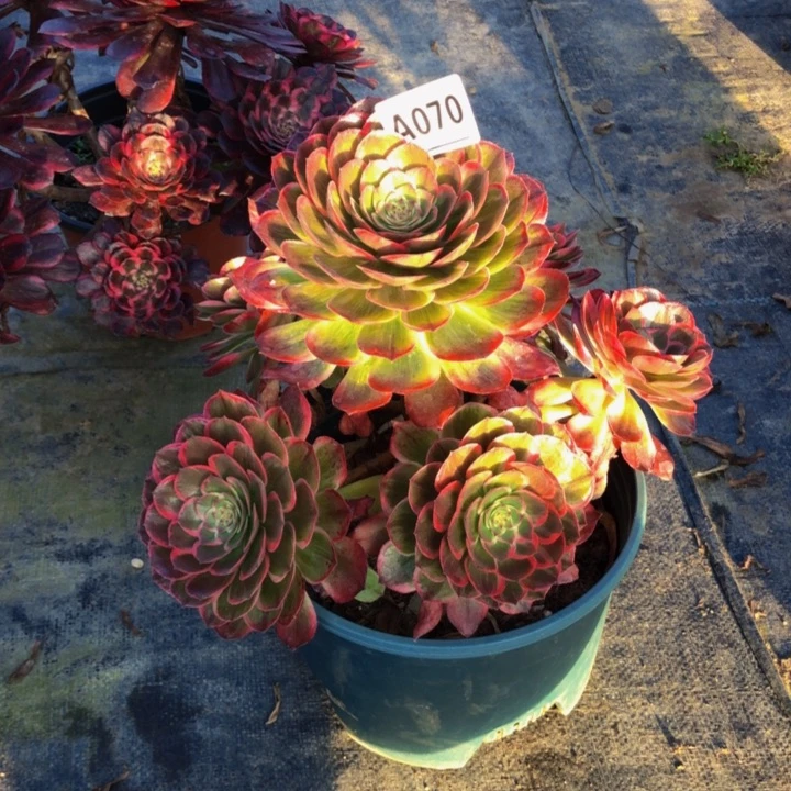 莲花座070.000000000