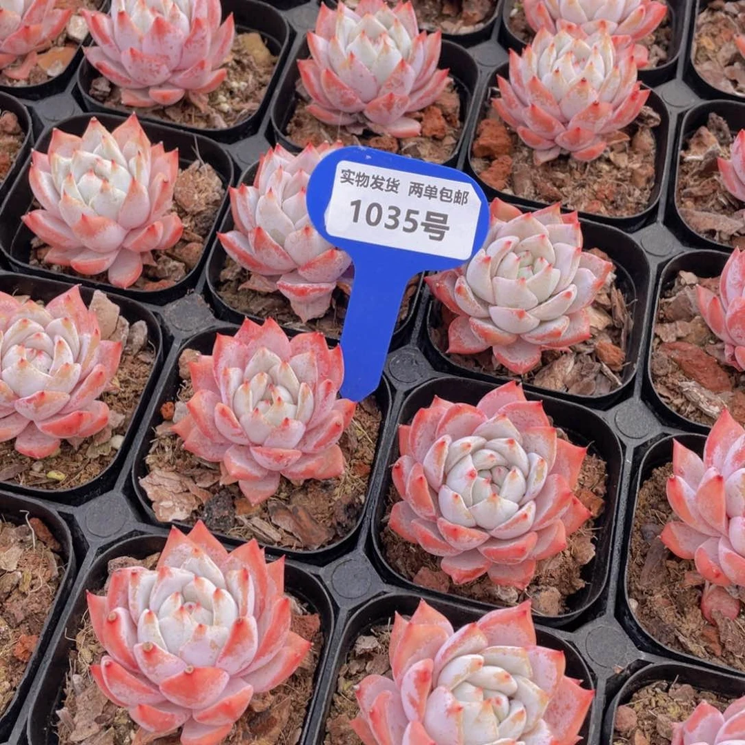 1035号韩版粉蓝鸟单头两个