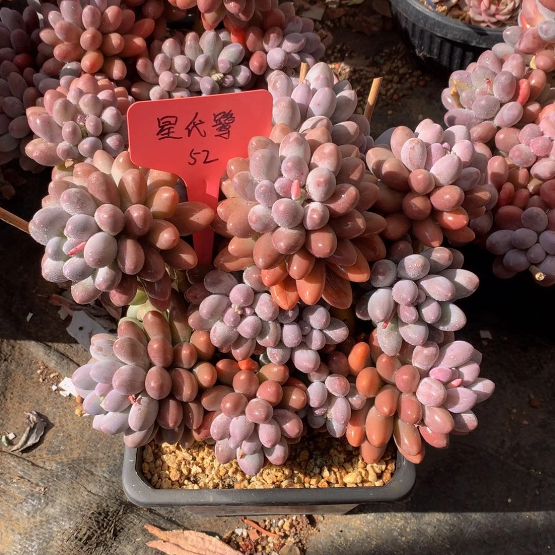 郭***°汤圆828282728827282