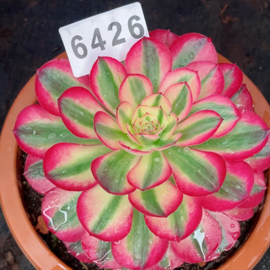 倾城捧花多肉发货