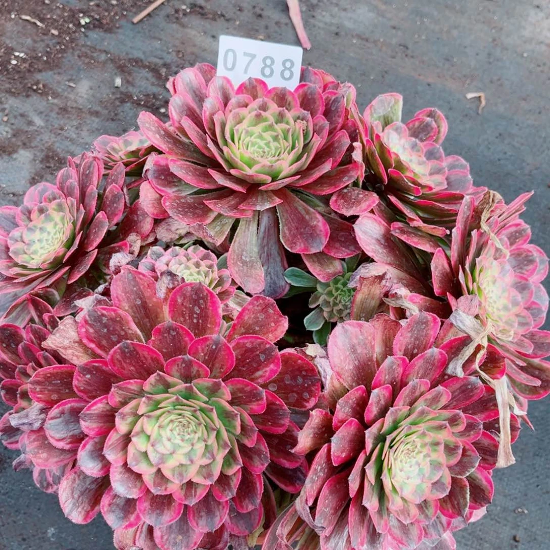 糖果炮弹多肉发货