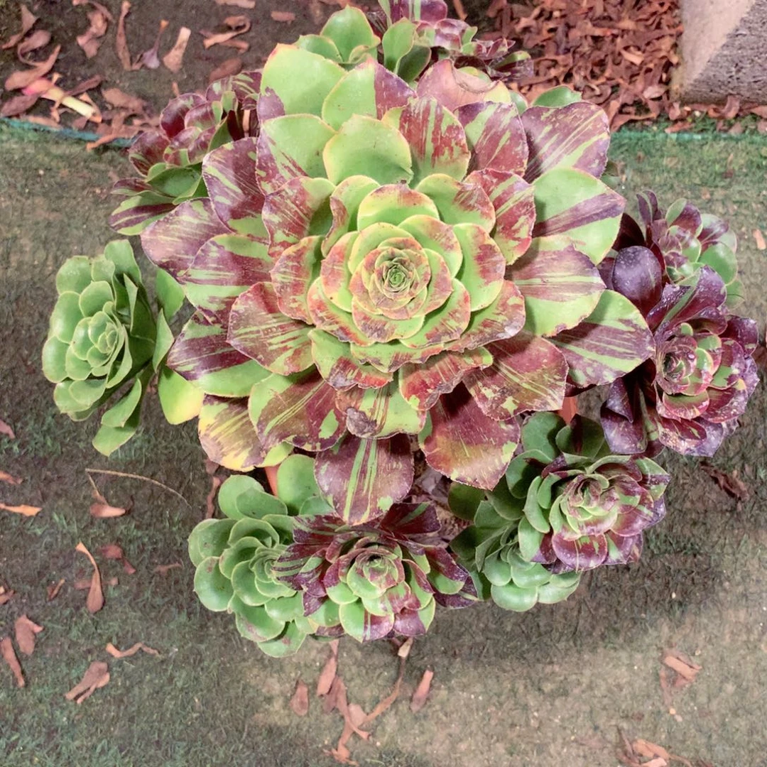 花斑鹿，多肉植物的
