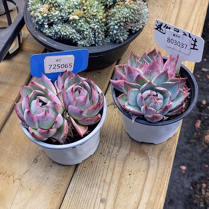 ?****絮福利多多725065，803037