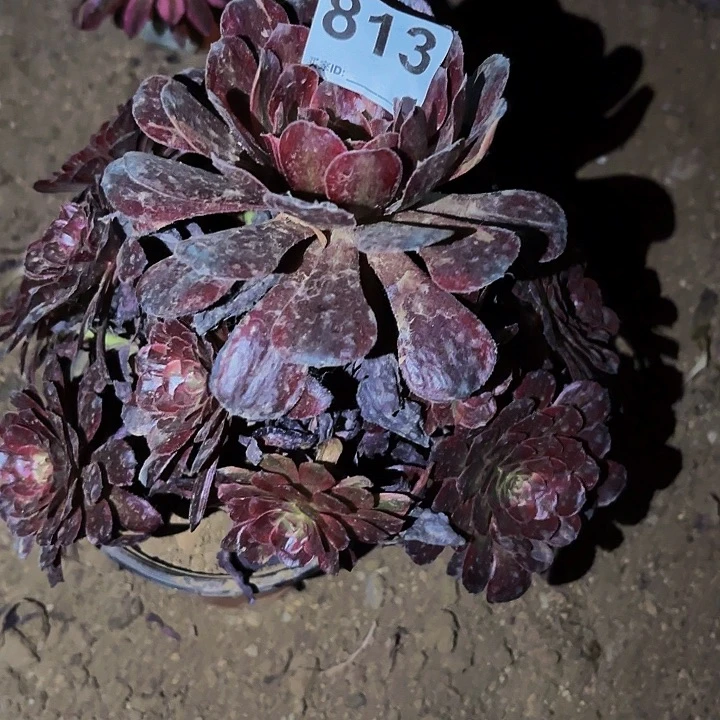 813同花顺多肉植物不售后