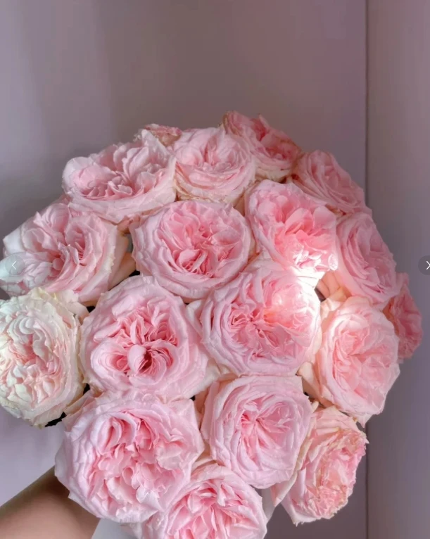 【新疆花之溪】粉荔枝玫瑰