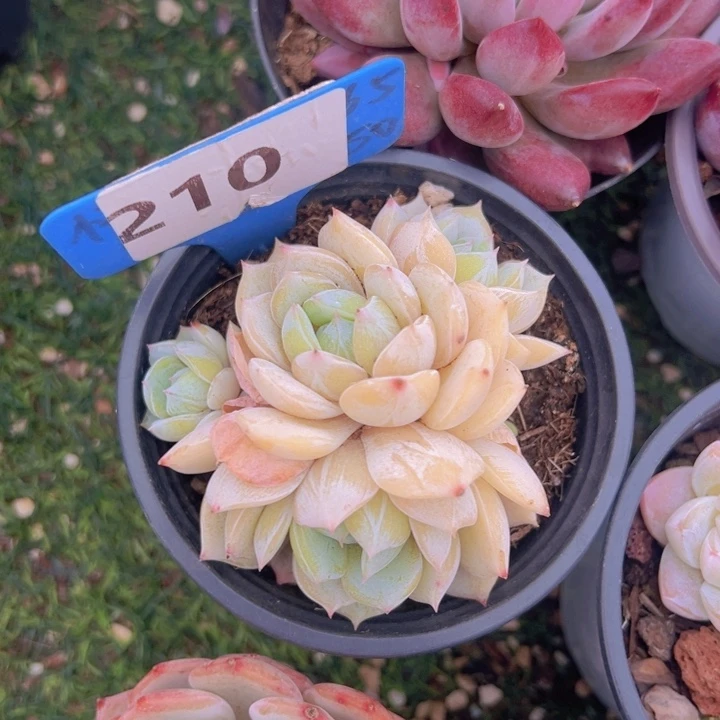 健健康康平平安安