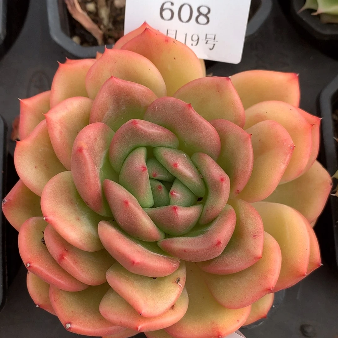 【闪购商品】云608号恩特